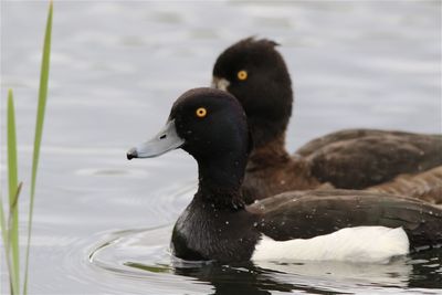 Close-up of tufted ducks swimming in lake