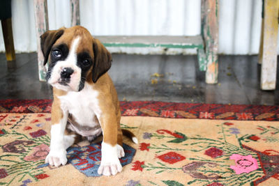 Portrait of puppy sitting on floor