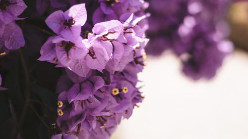 Close-up of purple flowering plant