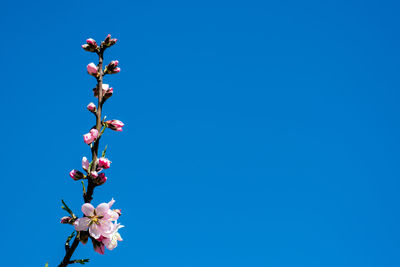 Low angle view of pink cherry blossoms clear blue sky