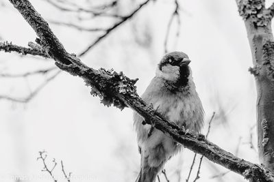 Low angle view of bird perching on tree against sky