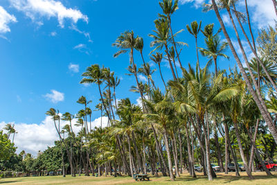 Palm trees on beach against sky