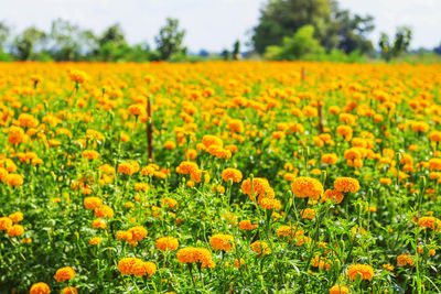 Close-up of yellow flowers growing on field