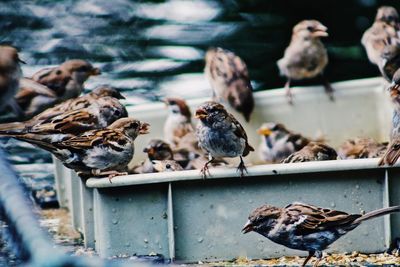 Close-up of birds perching on water