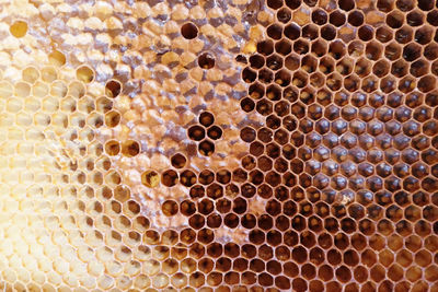 Full frame shot of bee hive