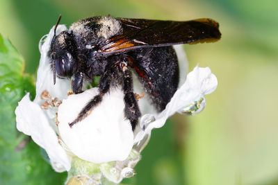 Close-up of honey bee on white flower