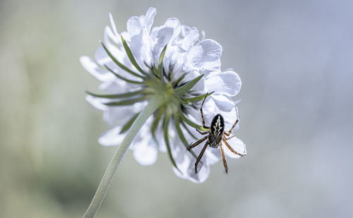 Close up from a single spider on a flower