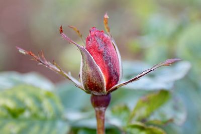 Close-up of red flower