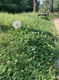 Plants growing on field