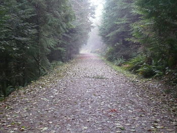 Road amidst trees