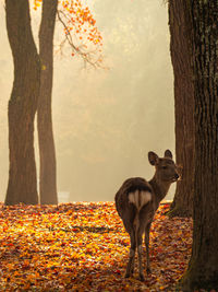 Horse standing on tree trunk