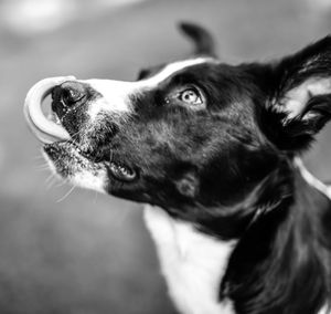 Close-up of dog looking away