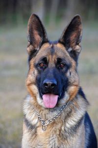 Close-up portrait of a dog