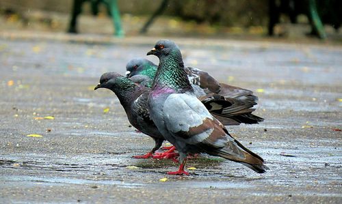 Side view of pigeons on wet footpath