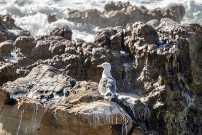 View of bird perching on rock