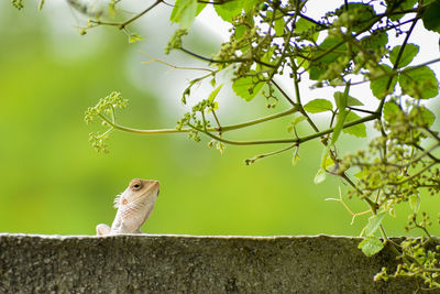 Close-up of lizard on wall