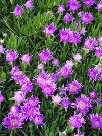 Close-up of purple flowers blooming outdoors