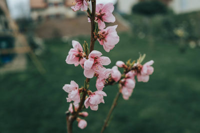 Close-up of pink cherry blossoms in spring