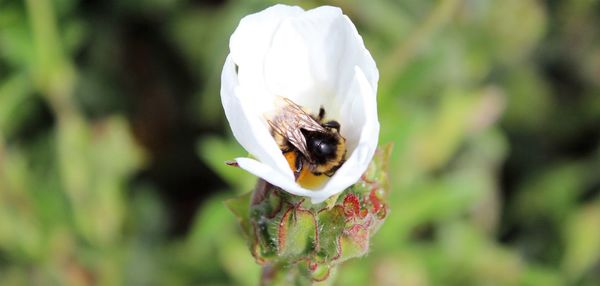 Close-up of bee pollinating flower