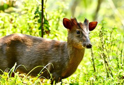 Portrait of an animal on field