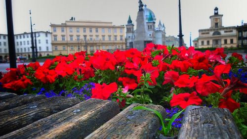 Close-up of flowers in city