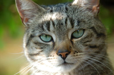 Close-up portrait of cat