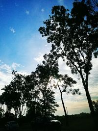 Silhouette of trees at sunset