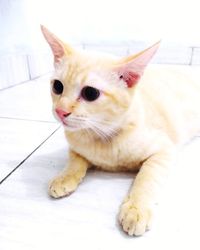 Portrait of cat lying on floor