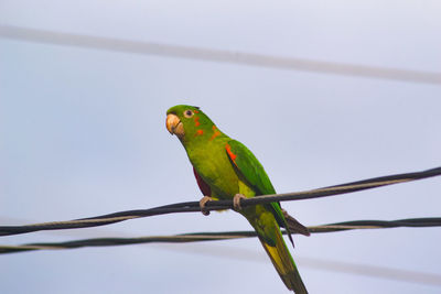 Bird perching on a branch