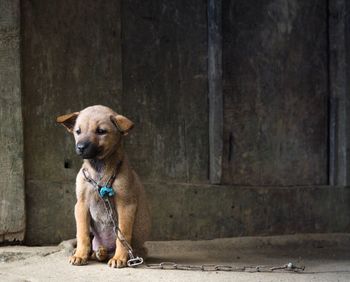 Dog looking away