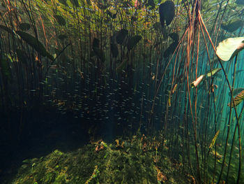 Scenic view of lake in forest