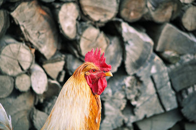 Close-up of rooster