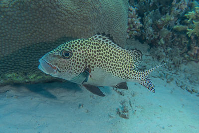 Close-up of fish swimming in sea