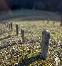 Close-up of hay on grassy field