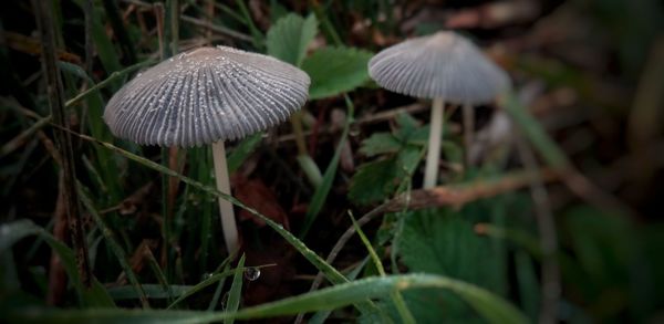 Close-up of mushroom in grass