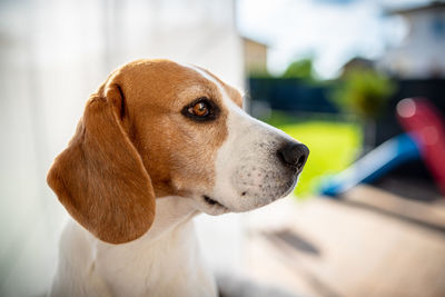 Cute beagle dog head portrait in backyard