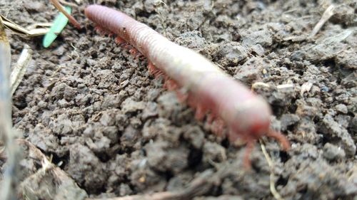 Close-up of insect on ground