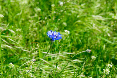 Close-up of purple flowering plant on field