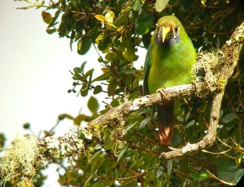 Low angle view of bird perching on branch