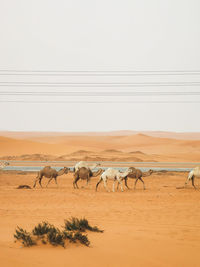 Group of camels in sand dunes next to the road in saudi arabia