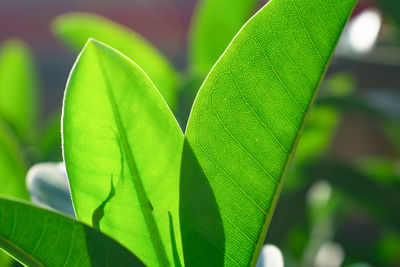 Close-up of green leaves