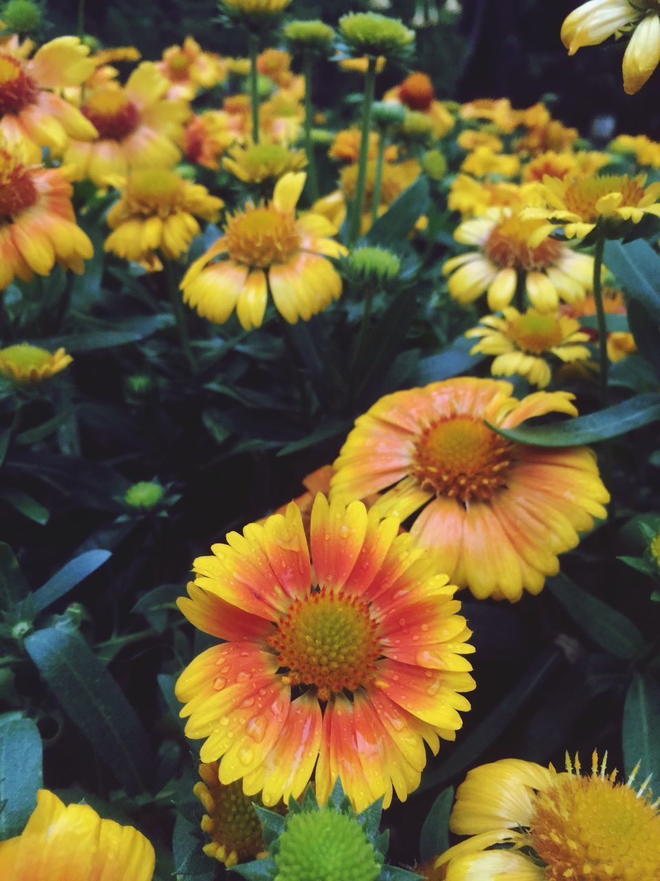 flower, freshness, petal, yellow, fragility, flower head, growth, beauty in nature, blooming, nature, plant, in bloom, close-up, pollen, focus on foreground, blossom, leaf, high angle view, park - man made space, day