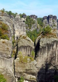 Plants growing on rock