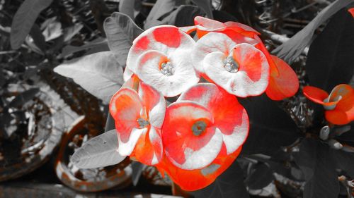 Close-up of red flowers