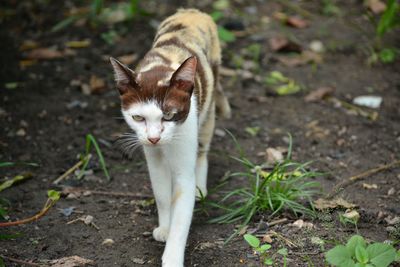 Portrait of cat standing on field