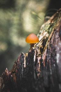 Close-up of mushroom growing on tree trunk