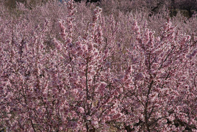 Full frame shot of pink flowers