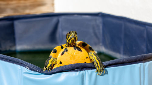Close-up of yellow turtle