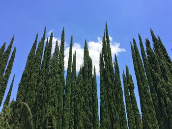 Low angle view of fresh green plants against sky