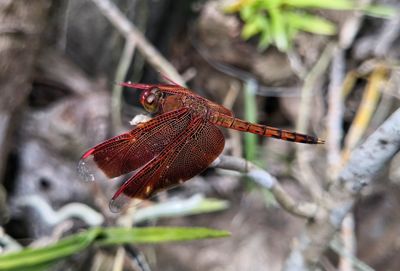 Close-up of dragonfly on twig